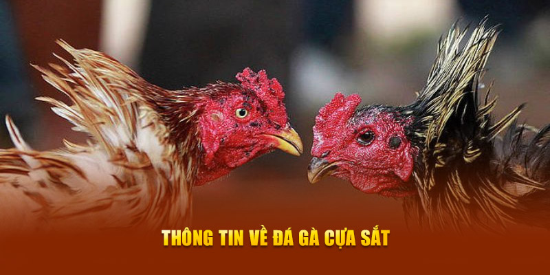 Đá Gà Cựa Sắt 88NN – Trải Nghiệm Đỉnh Cao, Cá Cược Hấp Dẫn